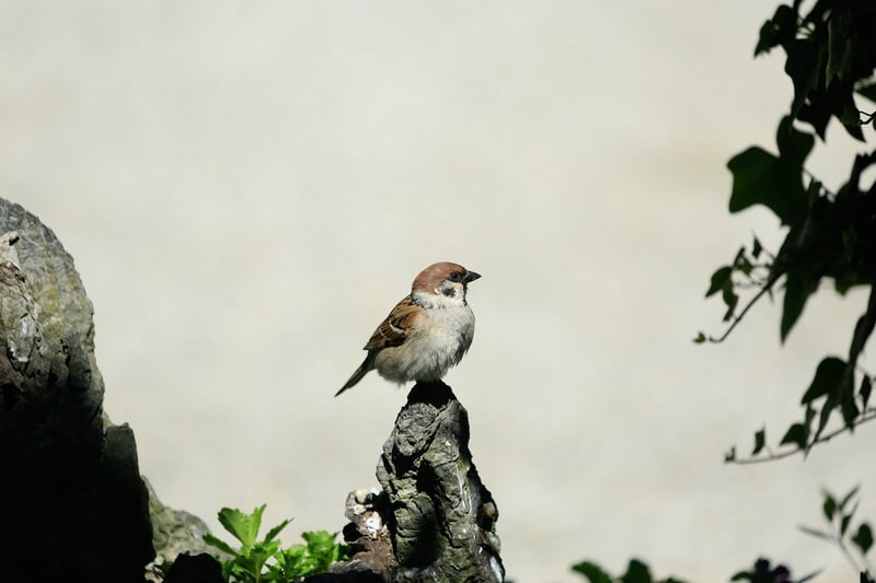 Wildlife Watching